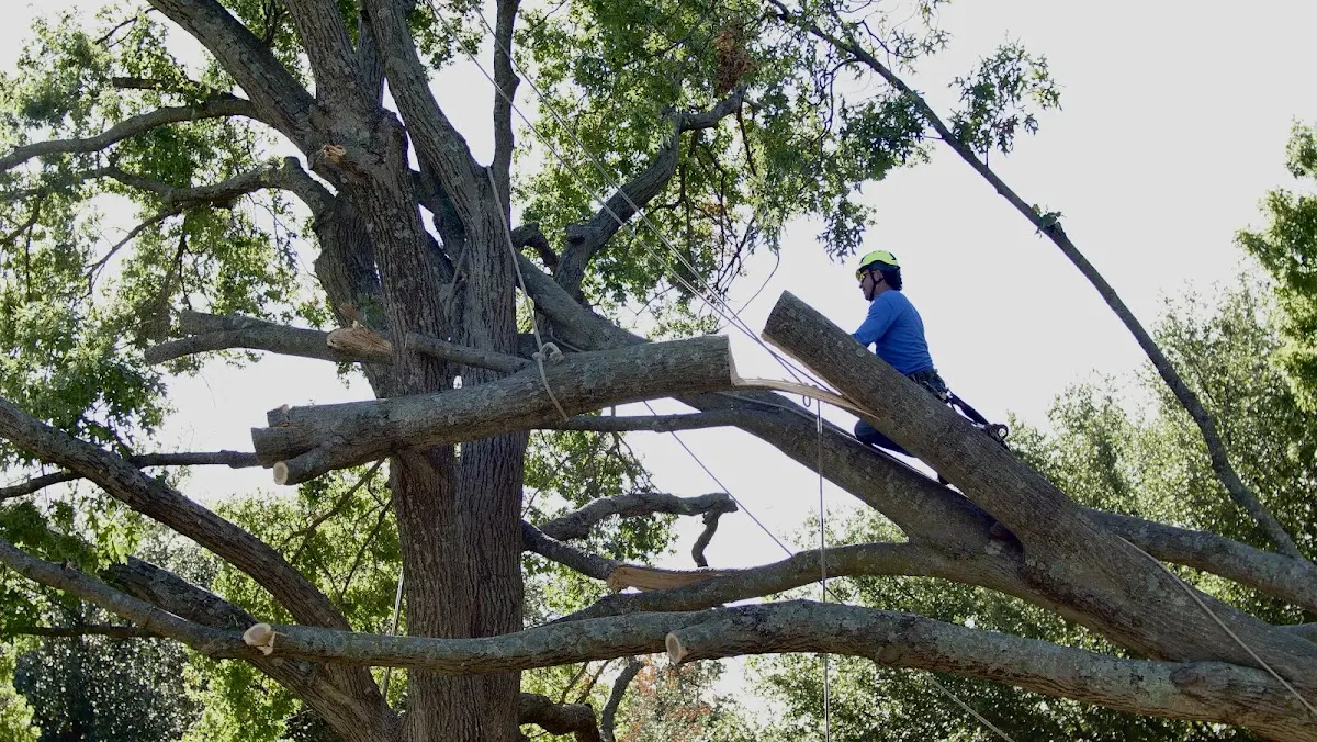 Professional Crown Thinning performed by certified arborists in Pomeroy